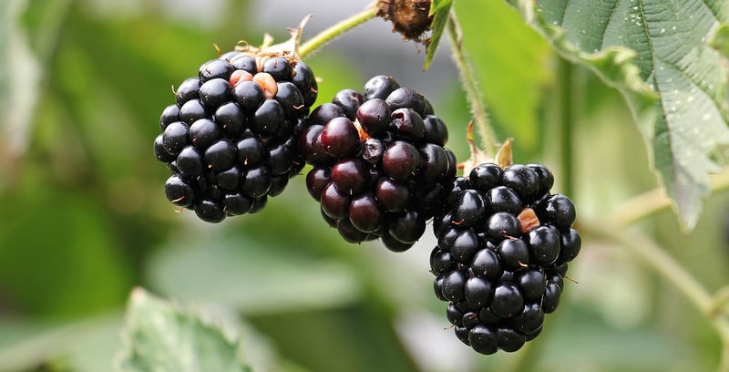 Edible plants for walls