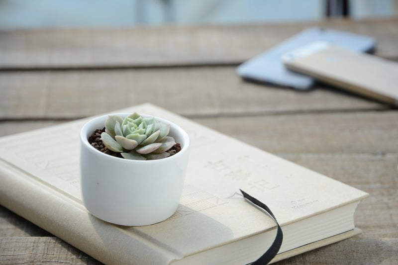Indoor plant options