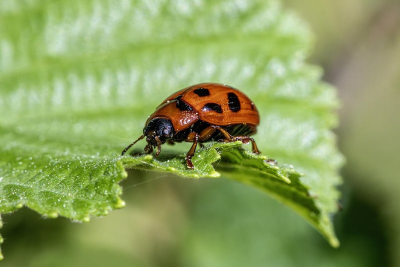 Pest control methods