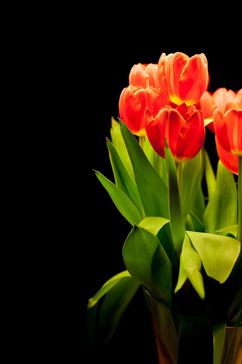 Unique plant arrangements
